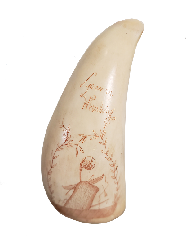 whale bone cut